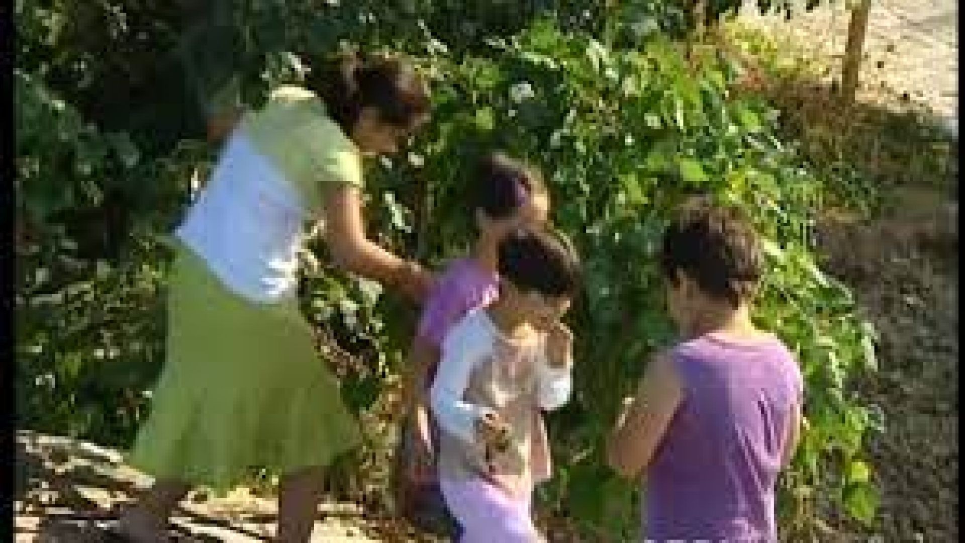 Gülyalı Ordu KaradenizTiwi